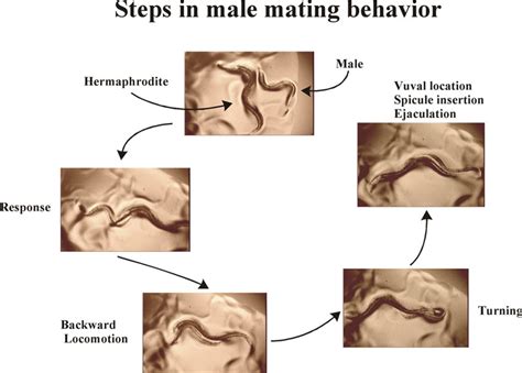 mating press sexual position